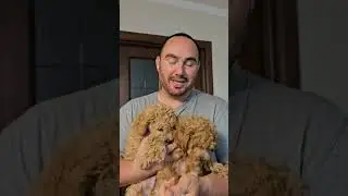 миниатюрный пудель  