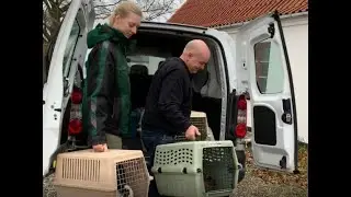 Stor sag: 16 dyr overdraget