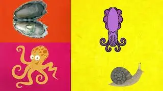 Mollusks for children