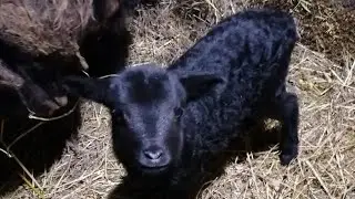НОВЫЕ ЖИТЕЛИ В ХОЗЯЙСТВЕ/ОВЦЕВОДСТВО