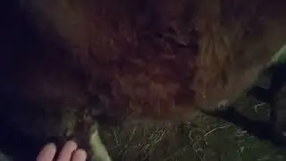 ЛЕЧЕНИЕ КАТАРАЛЬНОГО МАСТИТА У КОРОВЫ🐄🧿. ЧАСТЬ 2. ЕСТЬ ЛИ РЕЗУЛЬТАТЫ?