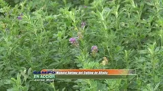 Manejo óptimo para el cultivo de Alfalfa-  Roberto Rossanigo