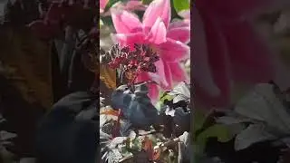 Лилии очарование!!!