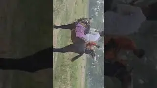जब एक घोड़ा फुल स्पीड पकड़ा तो बाकी घोड़ों का क्या हाल हुआ देखिए वीडियो पूरा लास्ट