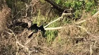 WILD GATORS @ WAKULLA SPRINGS FLORIDA
