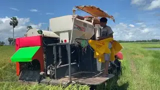 It's time to harvest rice, hey everyone