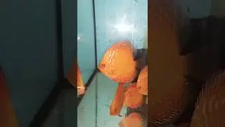 Отправка Дискусов в Воронеж