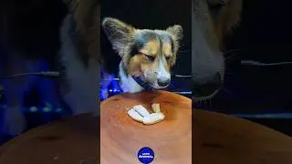 ASMR Mukbang Pork 🐖 Corgi Dog Eating 7 🐕 #asmr #mukbang #dog #corgi #eating