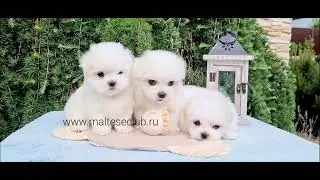 щенки мальтезе рожд 16.04.2023 года  -Перси, Пич и Пенелопа.. 🤩💕невероятные милашки  -доступны .