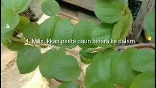 Cara Mengolah Daun Bidara untuk Mengusir Jin dan Menangkal Santet Sesuai Sunnah