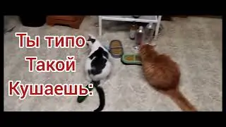 МЕМ #мем #котики #мемныекоты#смешныекоты