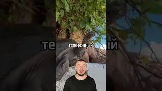 Хотите свой остров? 