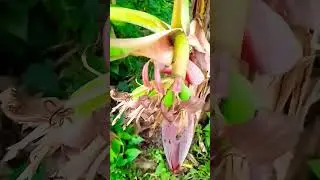 Please SUBSCRIBER 
