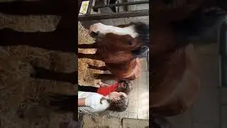 Pony weetjes