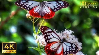 World of Flowers and Butterflies in 4K UltraHD / Мир Цветов и Бабочек в 4K UltraHD