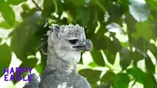 Albout eagles