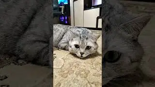 Три кнопки 