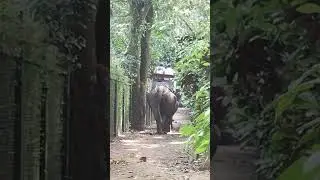 Lost Elephan in Ubud