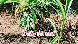 bẫy chim cút. nó lao như mũi tên vào con mồi Full HD