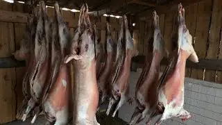 Сдал Баранов на Мясо 🍖