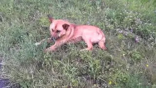 собака в лесу...через минуту приехали хозяева)) 2 суток искали)