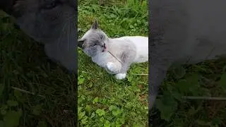 Колистрат, уничтожитель сена #кот #кошка #кошак #коты #котэ #киса #котан