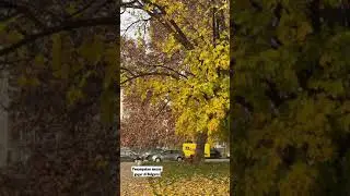 Begini cantiknya musim gugur