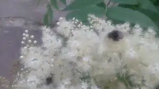Цветущий рябинник и звуки природы.