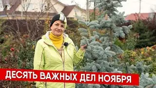 Десять важных дел ноября