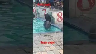 PUTRI MALU !!!Seger seger dalam cerita