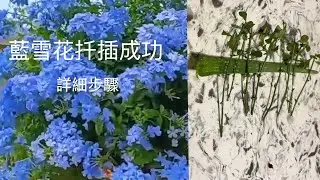 怎樣扦插藍雪花｜How to propagate plumbaginoides