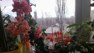 Пересадка перед відпусткою. Бугенвіллея в стаканчиках.