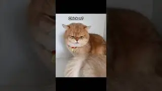 Cats Speak English Funny Voiceover #cats #talkingcats #catfunny #voiceover #shorts #catvideos