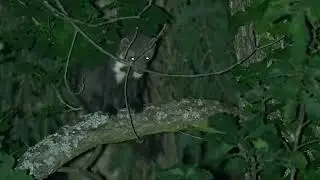 PINE MARTEN SLEEPY IN THE NIGHT