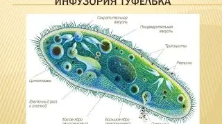 #Аквариум