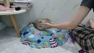 You Laugh You Lose😂Funniest Dogs and Cats 2025👩‍🦱