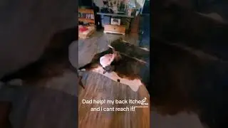 Pitbull back scratches.