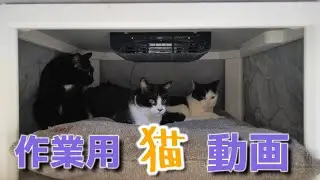 【作業用BGM風ねこ動画】猫達がコタツの中から仕事・勉強のお供いたします！Work video