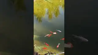 Перезимовали красавцы