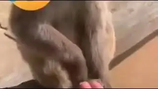 Нах ле бан мегара дац😂😂😂