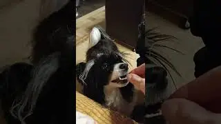 семечки жрем