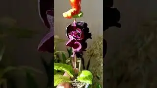 Стрептокарпус DS Призрак