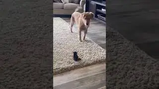 Знакомство пса и котёнка🐶🐱
