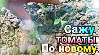 ☑️Два Томата🍅 в одной ЛУНКЕ🤔Мой Новый метод☝️