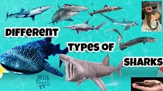 Different Types of Sharks with Pictures Facts and size comparison with humans for kids & students GK
