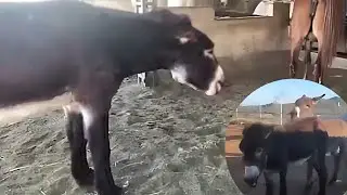 Donkey meeting first time try in village