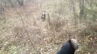 Сибсы шалайки и оленегонная лайка ментор