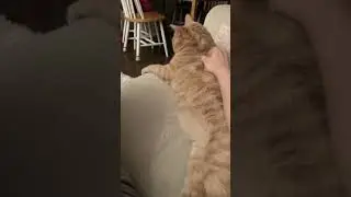 Look at How Long My Cat Is