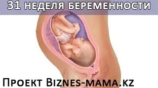 31 неделя беременности