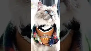 #shorts #kucinglucu #cat
